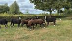 Zwartbles ooi en ramlammeren, Dieren en Toebehoren, Meerdere dieren, Schaap, 0 tot 2 jaar