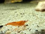 Vuurgarnalen, Dieren en Toebehoren, Kreeft, Krab of Garnaal, Zoetwatervis