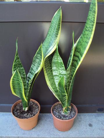 Sansevieria's / Vrouwentongen beschikbaar voor biedingen