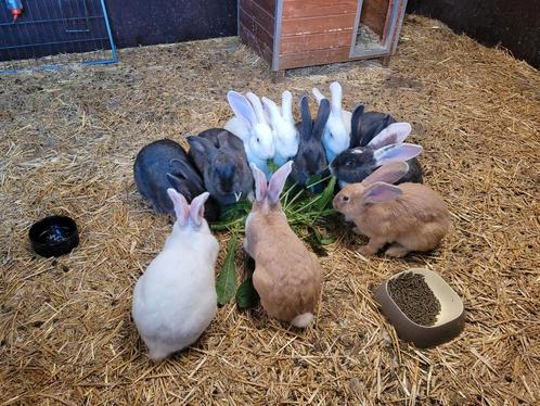 Duitse en Vlaamse reusen, Dieren en Toebehoren, Pluimvee