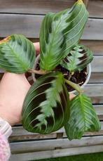 Maranta black massangeana (5leaves+1on the way), Huis en Inrichting, Ophalen of Verzenden