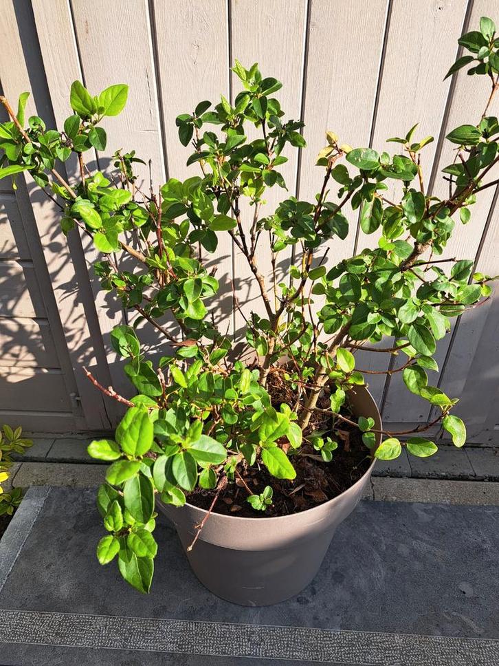 Osmanthus Burkwoodii - plant in pot van +/- 50 cm, Tuin en Terras, Planten | Tuinplanten, Vaste plant, Lente, Ophalen