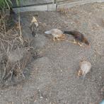Jonge kippen, Dieren en Toebehoren, Pluimvee