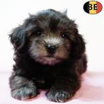 Lieve Maltipoo pups te koop (Belgisch), België, CDV (hondenziekte), 8 tot 15 weken, Teef