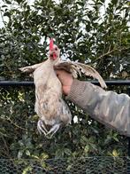 Haan, Dieren en Toebehoren