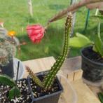 aporocactus, Huis en Inrichting, Kamerplanten, Ophalen, Cactus