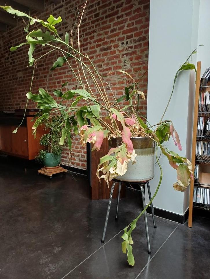 Queen of the Night Cactus / Epiphyllum Oxypetalum, Divers, Divers Autre, Enlèvement