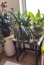 Plante d'intérieur Clivia, fleurs à grandes fleurs oranges, Enlèvement