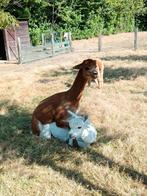 Alpaca dekhengst te koop, Dieren en Toebehoren, Overige Dieren