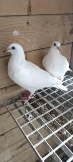 Witte reisduiven, Dieren en Toebehoren, Vogels | Duiven