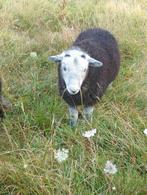 Herdwick ram lammeren, Dieren en Toebehoren