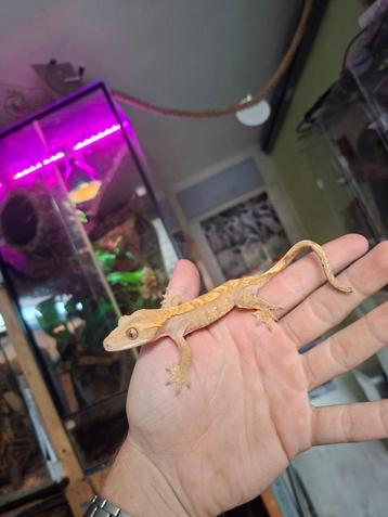 Poss 0.1 50% Het Axanthic wimpergekko vrouw beschikbaar voor biedingen