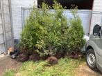 Gratis 7 coniferen, Tuin en Terras, Planten | Bomen, Ophalen