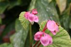 wintervaste begonia, Ophalen, Herfst, Vaste plant