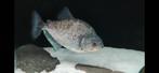 Serrasalmus rhombeus piranha, Dieren en Toebehoren