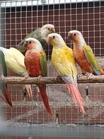 Pyrrhura molinae EK 2025,  diverse kleuren, Dieren en Toebehoren, Vogels | Parkieten en Papegaaien
