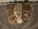 Lieve CH teddy cavia's, Dieren en Toebehoren, Knaagdieren, Meerdere dieren, Cavia, Tam