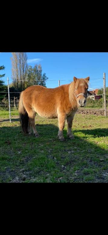 jument shetland 10 ans disponible aux enchères