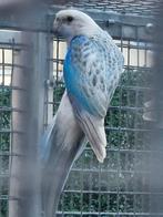 Rosella 25, Mannelijk, Parkiet, Geringd