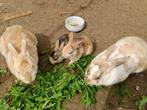 Dwergkonijntjes, Dieren en Toebehoren, Konijnen, Meerdere dieren, Dwerg, 0 tot 2 jaar