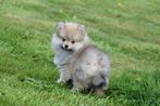 Dwergkees pups spitz,keeshond direct beschikbaar, Dieren en Toebehoren, Honden | Poolhonden, Keeshonden en Oertypen, België, Keeshond