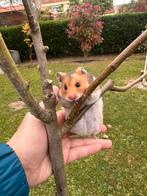 Goudhamster, Hamster