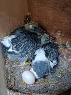 jonge duiven 3de ronde, Dieren en Toebehoren, Postduif, Meerdere dieren
