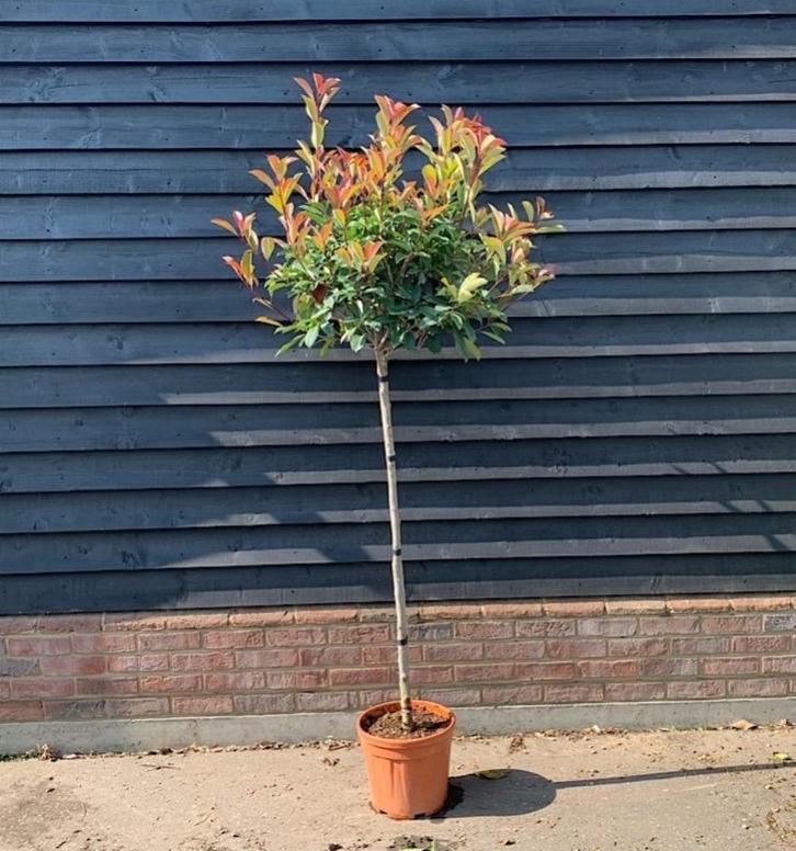 Photinia Fraseri - Red Robin op stam, Tuin en Terras, Planten | Bomen, Bolboom, 100 tot 250 cm, Halfschaduw, Lente, In pot, Ophalen of Verzenden
