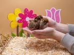 Jonge tamme Barnevelder kriel kuikens gesekst & ingeënt, Animaux & Accessoires, Volatiles, Femelle, Poule ou poulet