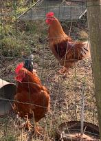 2 Isa Brown hanen zoeken nieuwe thuis, Dieren en Toebehoren, Pluimvee, Mannelijk, Kip
