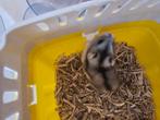Vrouwtjes hamster + toebehoren te koop, Dieren en Toebehoren, Knaagdieren, Hamster, Vrouwelijk, Januari, Tam