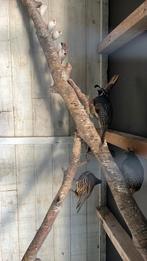 Californische kuifkwartels, Mannelijk, Geringd