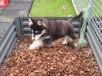 Siberische Husky pups door triest gebeuren terug gebracht, Dieren en Toebehoren, België, Fokker | Hobbymatig, CDV (hondenziekte)