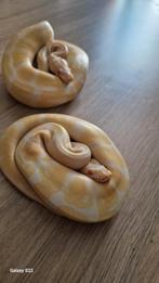 Ball python- albino man, Dieren en Toebehoren, Reptielen en Amfibieën