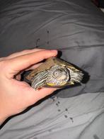 Zaagrug schildpad, Dieren en Toebehoren, Schildpad