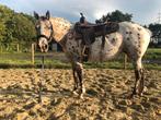 Appaloosa merrie, Dieren en Toebehoren, Paarden, Merrie, Minder dan 160 cm, Zadelmak, 3 tot 6 jaar