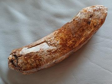 Stuk mammoet slagtand - meer dan 2 kg beschikbaar voor biedingen