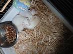 Fret Albino, Dieren en Toebehoren