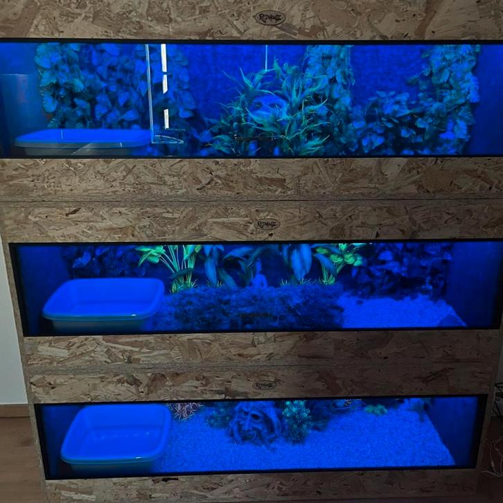 Osb3 terrarium RepHouSZ. Ook maatwerk, Dieren en Toebehoren, Reptielen en Amfibieën | Toebehoren, Nieuw, Terrarium of Paludarium