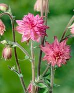 Roze akelei, Ophalen, Zomer, Vaste plant, Overige soorten