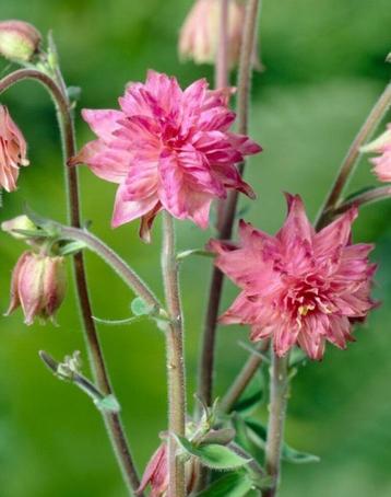 Roze akelei  beschikbaar voor biedingen