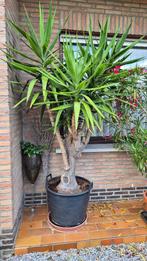 Yucca (Palmlelie) - 40 jaar oud, Tuin en Terras, Ophalen, Vaste plant, Overige soorten