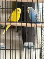 Perruches ondulées avec cage, Animaux & Accessoires, Oiseaux | Cages & Volières, Enlèvement ou Envoi