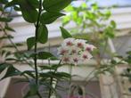 Hoya Bella (fleur de cire), Ophalen, Vetplant, Halfschaduw, In pot