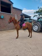 Hongre alezan, Animaux & Accessoires, Hongre, Débourré, 165 à 170 cm, 7 à 10 ans