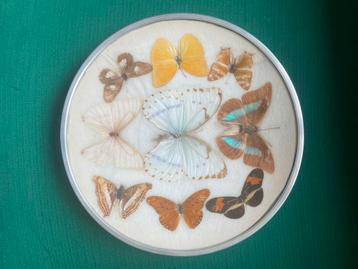 Vintage opgezette vlinders in kader