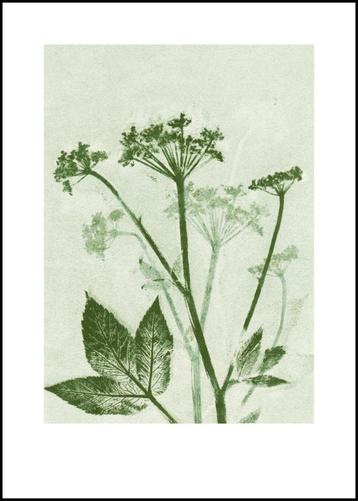 Ingekaderde botanische art print Pernille Folcarelli beschikbaar voor biedingen