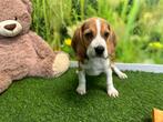 Beagle puppy, Dieren en Toebehoren, Honden | Beagles, Bassets en Lopende honden, CDV (hondenziekte), Teef, 8 tot 15 weken, België