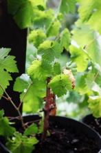 Witte druiven van wijnstokken, Volle zon, Minder dan 100 cm, Bloeit niet, Ophalen
