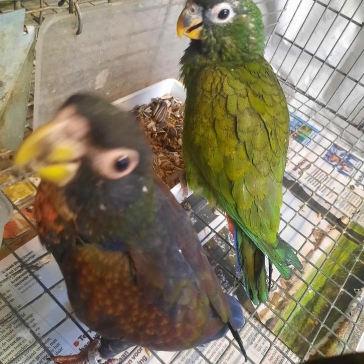 Prachtig tamme Pionus Bronsvleugel en Maximiliani-papegaaien, Dieren en Toebehoren, Vogels | Parkieten en Papegaaien, Papegaai